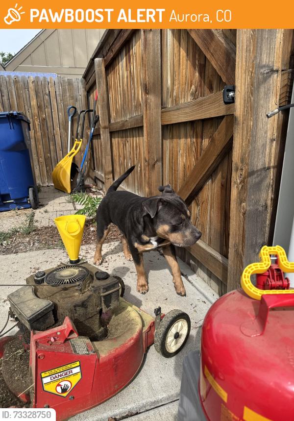 Found/Stray Male Dog last seen 6th and Havanna, Aurora, CO 80010