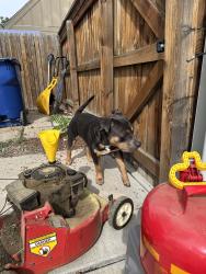 Found/Stray Male Dog last seen 6th and Havanna, Aurora, CO 80010