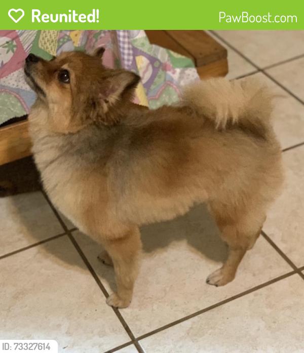 Reunited Female Dog last seen Near W. Mink St & South Wood St., Willis, TX 77378