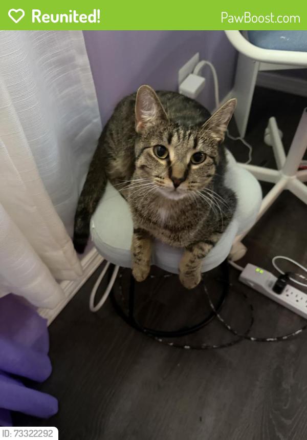 Reunited Female Cat last seen East Harbour Park in Hanover Park, Carol Stream, IL 60188