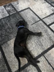 Lost Male Dog last seen Masters Dr, Panorama Village, TX 77304