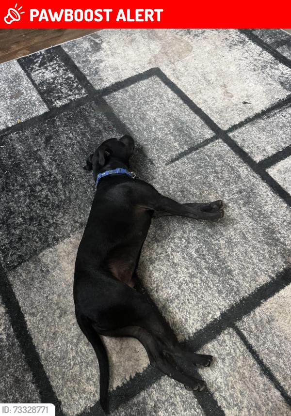 Lost Male Dog last seen Masters Dr, Panorama Village, TX 77304