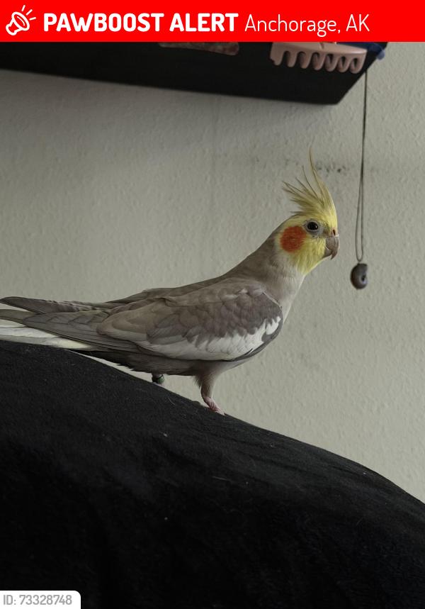 Lost Male Bird last seen Near Mazama place /Eagle River town square, Anchorage, AK 99577