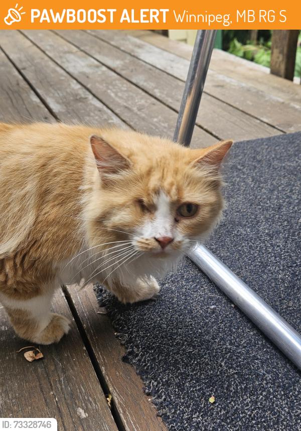 Found/Stray Unknown Cat last seen Goulding St and Portage Ave WPG MB, Winnipeg, MB R3G 2S2