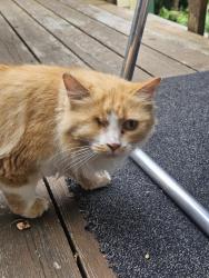 Found/Stray Unknown Cat last seen Goulding St and Portage Ave WPG MB, Winnipeg, MB R3G 2S2