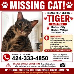 Reunited Male Cat last seen Harbor Village Dr, Los Angeles, CA 90710, USA, Los Angeles, CA 90710