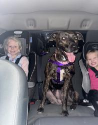 Reunited Female Dog last seen Sherwood, Navarre, FL 32566