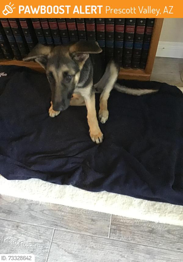 Found/Stray Female Dog last seen Robert Rd/ 89A, Prescott Valley, AZ, Prescott Valley, AZ 86314
