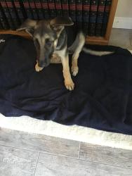 Found/Stray Female Dog last seen Robert Rd/ 89A, Prescott Valley, AZ, Prescott Valley, AZ 86314