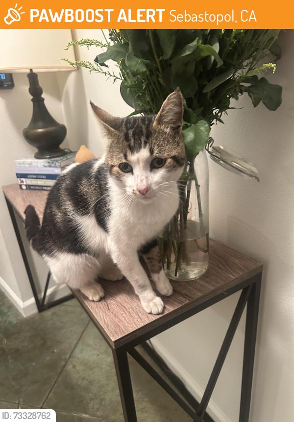 Found/Stray Male Cat last seen Lynch Road, Sebastopol, CA 95472