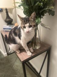 Found/Stray Male Cat last seen Lynch Road, Sebastopol, CA 95472