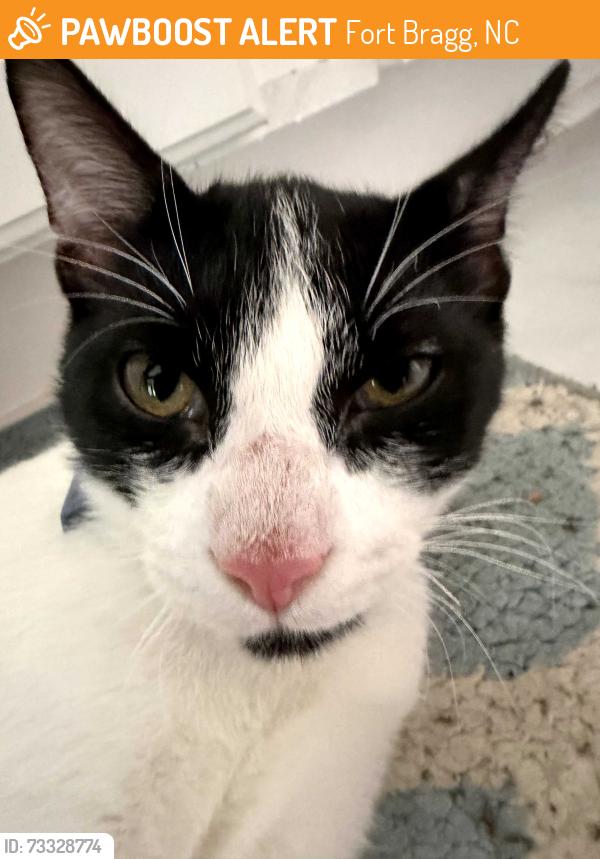 Found/Stray Male Cat last seen Fort Bragg, Fort Bragg, NC 28307