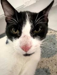 Found/Stray Male Cat last seen Fort Bragg, Fort Bragg, NC 28307