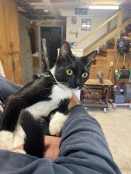 Reunited Unknown Cat last seen Harding/Hillcrest, Redwood City, CA 94062