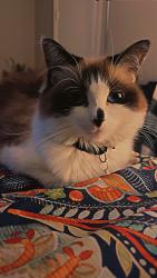 Reunited Female Cat last seen High Chaparral neighborhood; The pass, Martinez, GA 30907