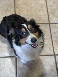 Found/Stray Unknown Dog last seen NW 23rd & Portland, Oklahoma City, OK 73107