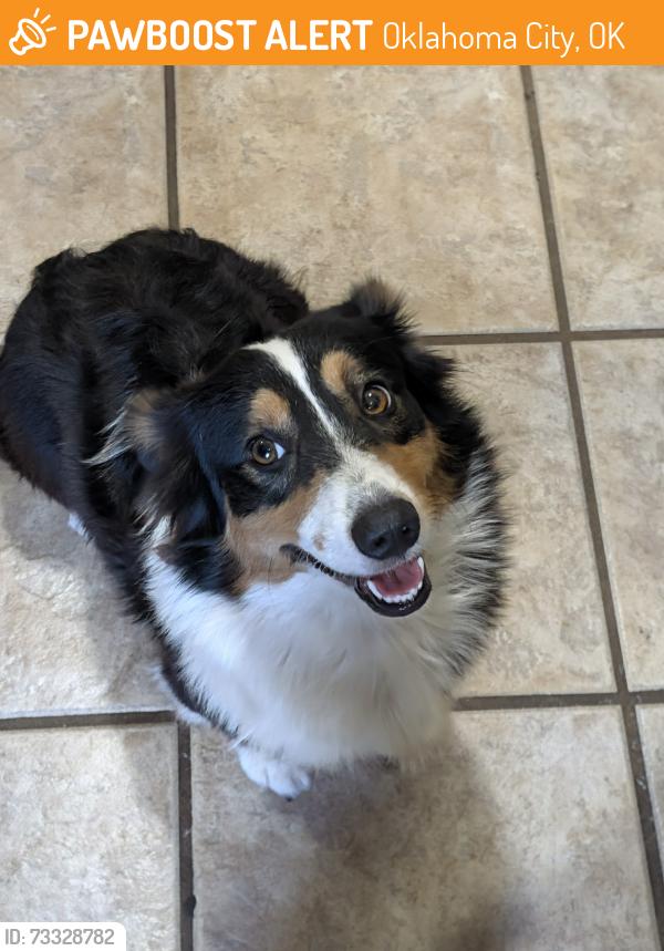 Found/Stray Unknown Dog last seen NW 23rd & Portland, Oklahoma City, OK 73107