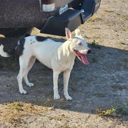 Reunited Female Dog last seen CR 110, Round Rock, TX 78665