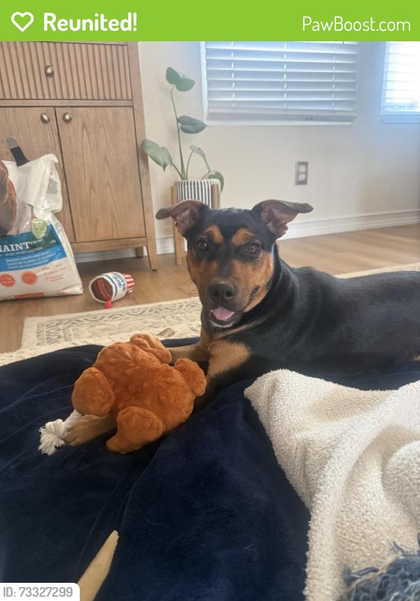 Reunited Female Dog last seen Kensington Run, San Antonio, TX 78228, USA, San Antonio, TX 78228