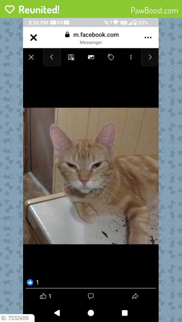 Reunited Female Cat last seen Victoria AVE, Flint, MI 48507