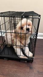 Lost Female Dog last seen Carriage house East apmts, Indianapolis, IN 46235