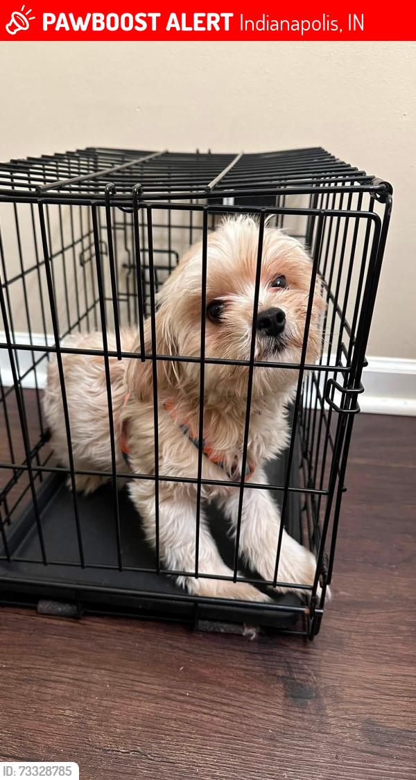 Lost Female Dog last seen Carriage house East apmts, Indianapolis, IN 46235