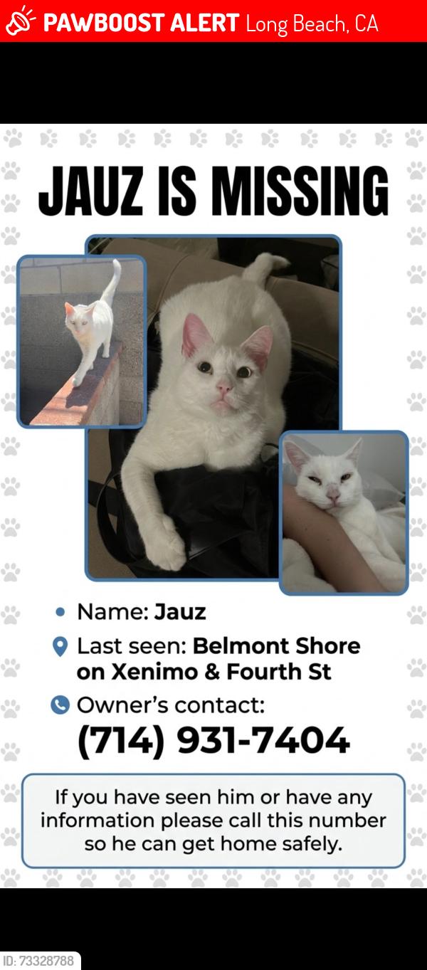 Lost Male Cat last seen fourth and xenimo, Long Beach, CA 90803