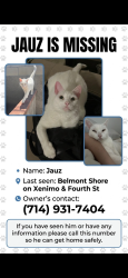 Lost Male Cat last seen fourth and xenimo, Long Beach, CA 90803