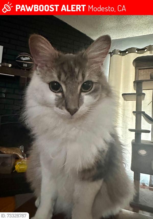 Lost Male Cat last seen Penny Ln, Modesto, CA 95354