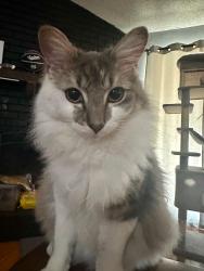 Lost Male Cat last seen Penny Ln, Modesto, CA 95354
