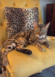 Lost Male Cat last seen Epoca Way and Reed Dr, San Diego, CA 92154