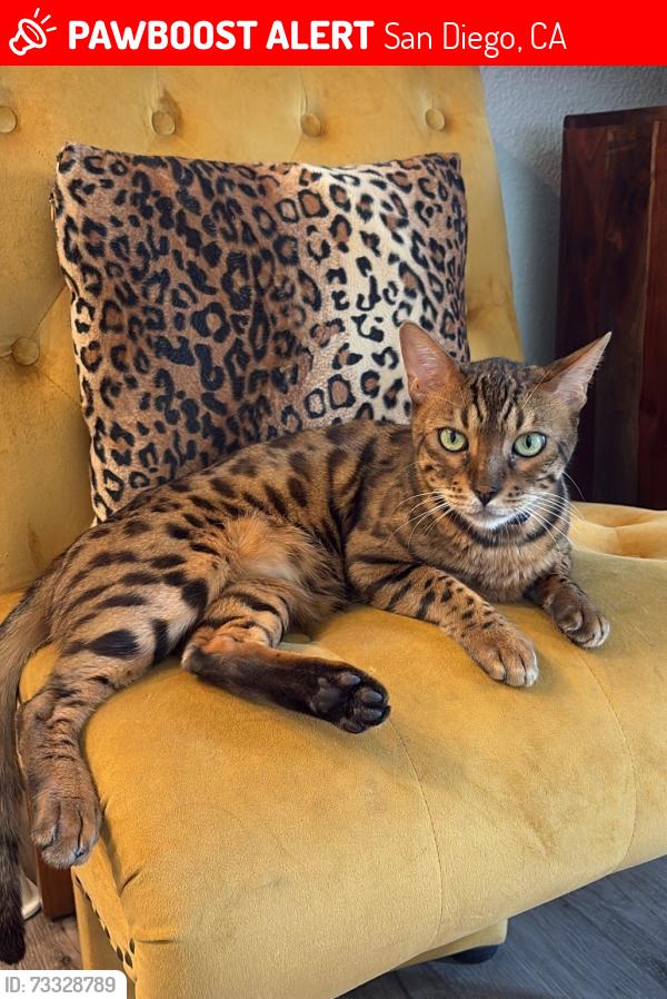 Lost Male Cat last seen Epoca Way and Reed Dr, San Diego, CA 92154