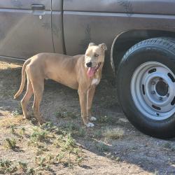 Reunited Male Dog last seen CR 110, Round Rock, TX 78665