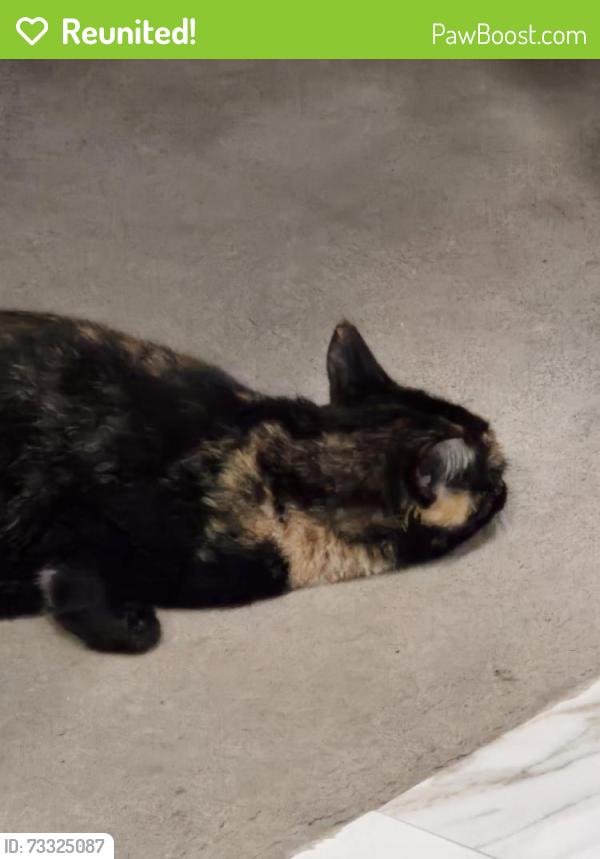 Reunited Female Cat last seen Near Hillside Dr, Hillside Lane, Beverly Hill Dr, Howe Ave., Shrewsbury, MA 01545
