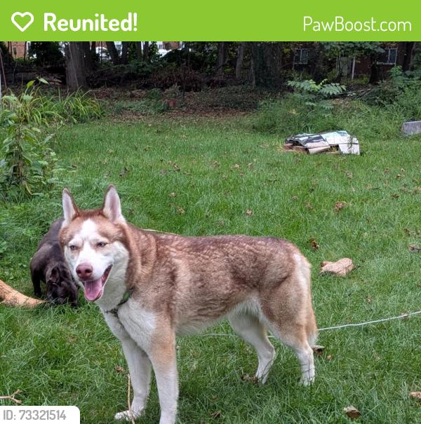 Reunited Female Dog last seen Bennington drive, Rochester, NY 14616
