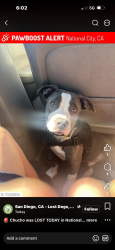 Reunited Male Dog last seen Palm and 4th st, National City, CA 91950