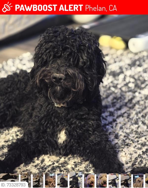 Lost Male Dog last seen Hollister/Lebec Rd, Phelan, CA 92371