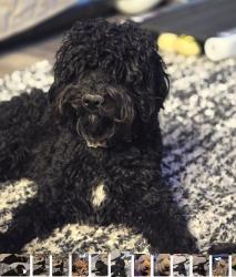 Lost Male Dog last seen Hollister/Lebec Rd, Phelan, CA 92371