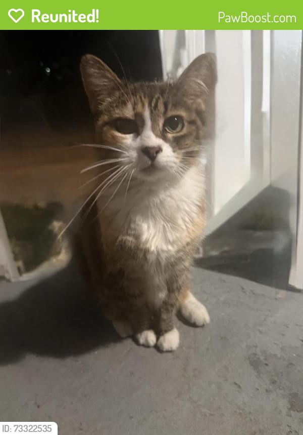 Reunited Unknown Cat last seen Joseph and Elizabeth, Prospect, or Superior Ave, South Charleston, WV 25303