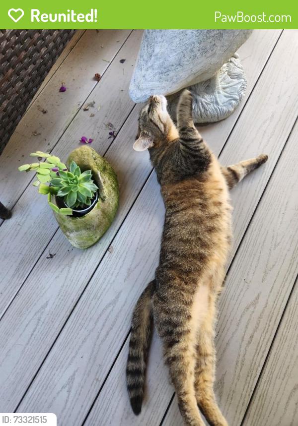 Reunited Female Cat last seen East greenwich Ave, bratt lane, West Warwick, RI 02893