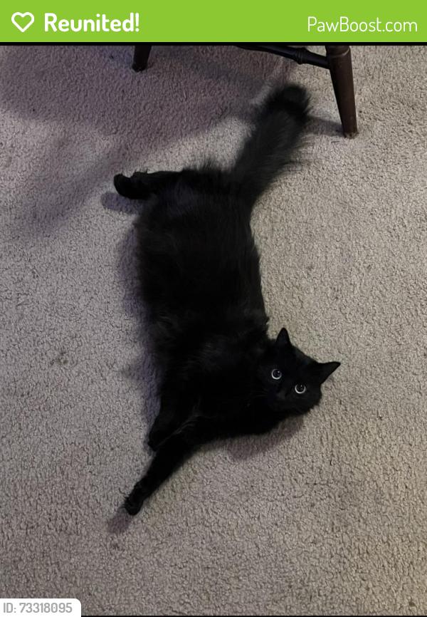 Reunited Female Cat last seen Newport Ave, Bellevue, WA 98006