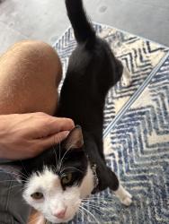 Found/Stray Unknown Cat last seen 36th and Powelton, Philadelphia, PA 19104