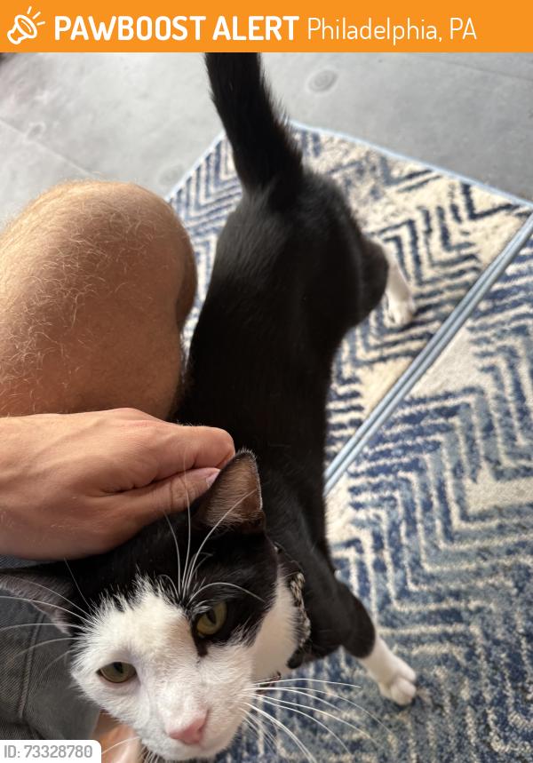 Found/Stray Unknown Cat last seen 36th and Powelton, Philadelphia, PA 19104