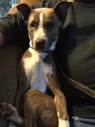 Lost Female Dog last seen Caymus, Sacramento, CA 95829