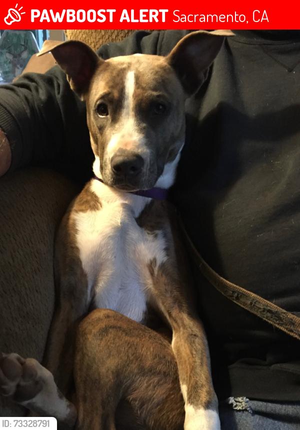 Lost Female Dog last seen Caymus, Sacramento, CA 95829