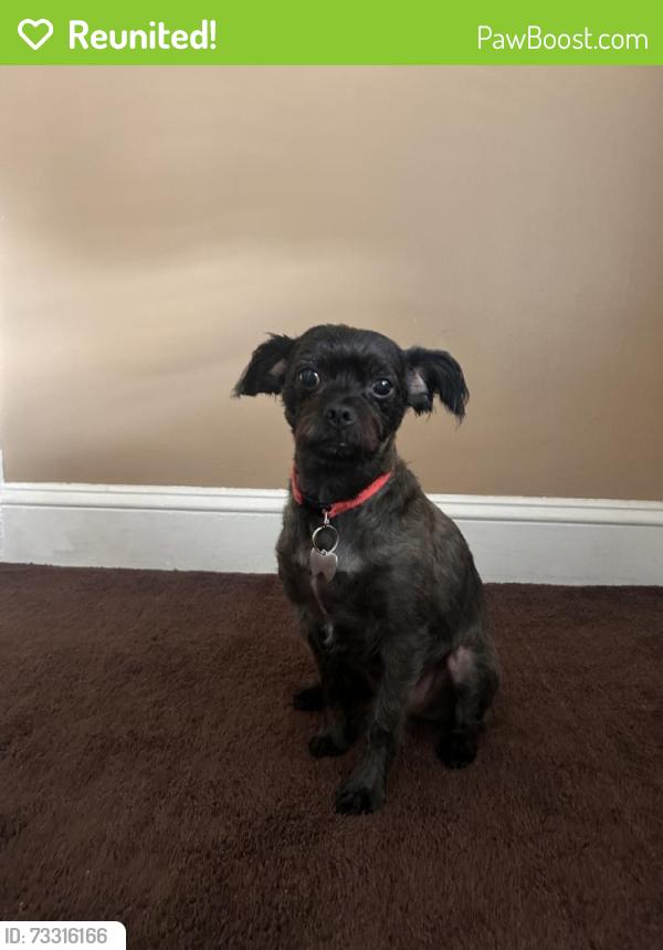 Reunited Male Dog last seen Woodbridge Ave, Edison, NJ, USA, Edison, NJ 08837