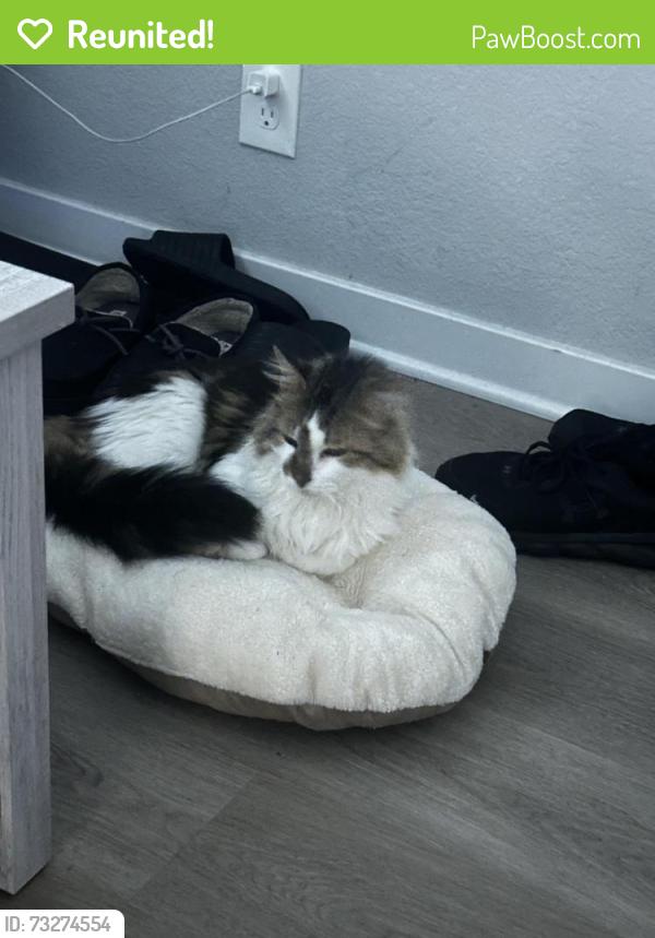 Reunited Male Cat last seen N 78th Street, Kansas City, KS 66112