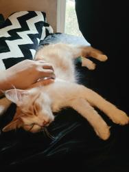 Lost Female Cat last seen Neighborhood around the Baylor Scott & hosp in Sunnyvale, Mesquite, TX 75149