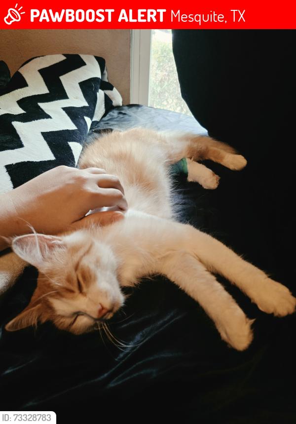 Lost Female Cat last seen Neighborhood around the Baylor Scott & hosp in Sunnyvale, Mesquite, TX 75149