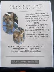 Lost Female Cat last seen Winn Dixie, Casselberry, FL 32707